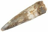 Fossil Spinosaurus Tooth - Real Dinosaur Tooth #367953-1